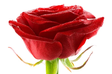 Flower Wallpapers Tumblr Hd Black And White Widescreen Download For ...