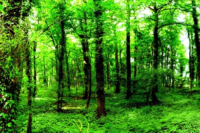 Green Nature Forest Computer Wallpapers