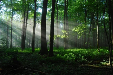 Nature, Sandbox, Wallpaper, Background, Tree, Forest, Images (