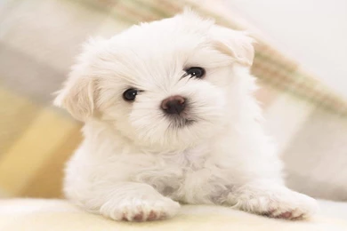 Cute Puppy