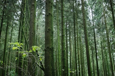 Dream Forest Live Wallpapers Android Apps On Google Play