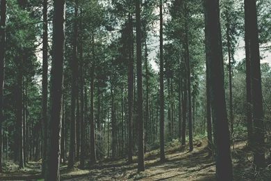 Nature, Forest Wallpapers HD / Desktop And Mobile Backgrounds