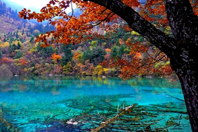 Nature Forest Wallpapers High Quality Resolution   Ndemok.com