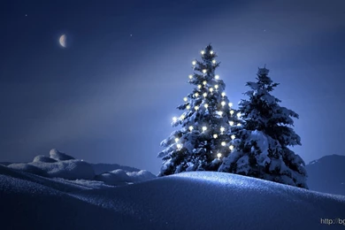 Christmas Trees In The Snow Wallpapers 4058