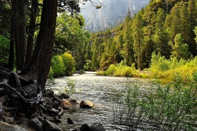Forest Rivers 1920x1080 Hd Nature Wallpapers Desktop