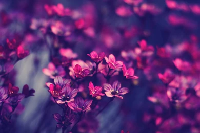 Violet, Purple, Flowers, Full, Hd, Wallpaper, Pictures, Desktop ...