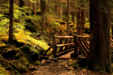 Nature Forest Wallpapers Desktop   Uncalke.com