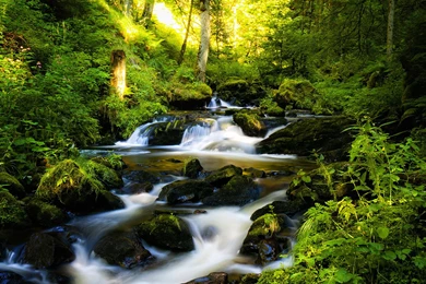 4316 Black Forest 1920x1080 Nature Wallpapers