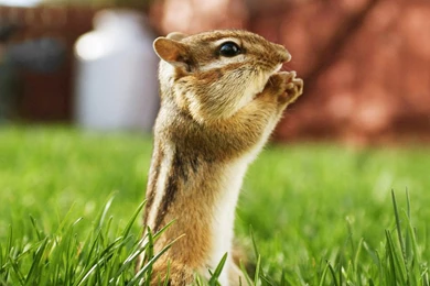 Download Free Desktop Wallpapers Animals