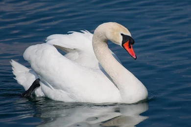 Wild Life, Animal Desktop Images, High Resolution Animals ...