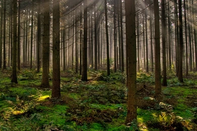 Forest iPad Wallpapers