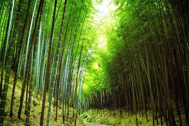 Nature Forest Wallpaper Backgrounds   Uncalke.com