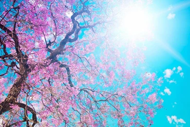 Ipad Wallpapers Hd Pink   Wallpapers