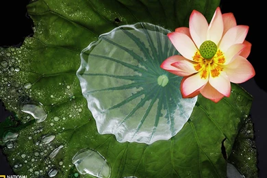 Photography: Overflow ( Lotus ) － Flower Wallpapers   Free ...
