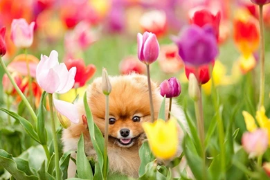 Cute Nature Wallpapers