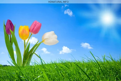 Cute Nature Wallpapers Hnxw   HD WallpapersHD Wallpapers