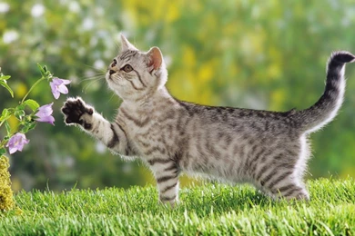 Nature, Wallpapers, Cat, Cute, Images, Lovely (