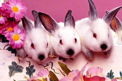 Cute Backgrounds For Kids Cartoon Dreamland Photos Of Simple ...