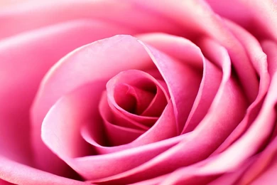 Pink Rose Backgrounds   Wallpapers Cave