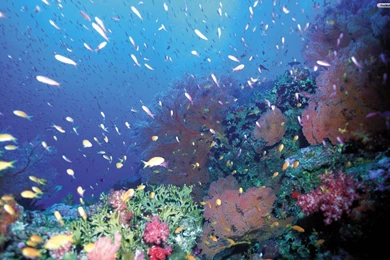 YouWall   Under The Sea Wallpapers   Wallpaper,wallpapers,free ...