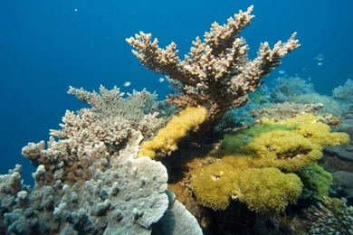 Under The Sea HD Wallpapers – Daily Backgrounds In HD