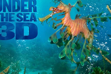 Under The Sea 3d Hd Wallpapers   (