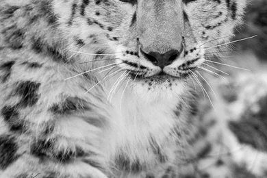 Leopard Animals HD Wallpapers, Desktop Backgrounds, Mobile ...