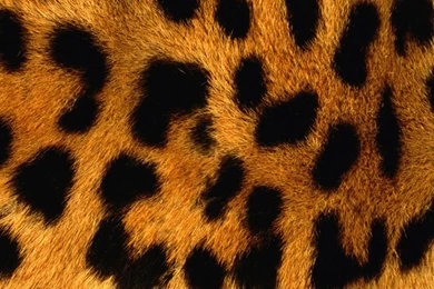 White Cats Wallpapers – Wallpapers