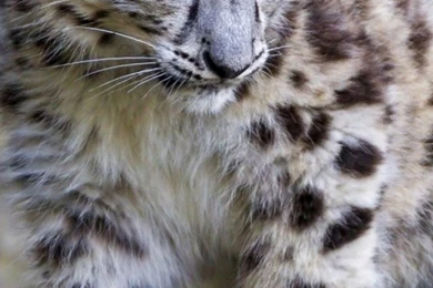 Baby Snow Leopard Mobile Wallpapers Mobiles Wall