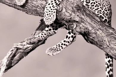 Download Leopard iPhone Backgrounds