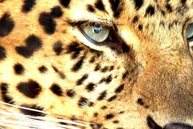 Big Cats Of Africa Iphone 6 Plus Wallpapers