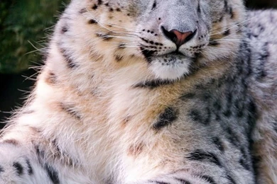 Snow Leopard Mobile Wallpapers Mobiles Wall