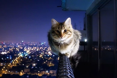 Desktop Beautiful Pics Of Cats Wallpapers