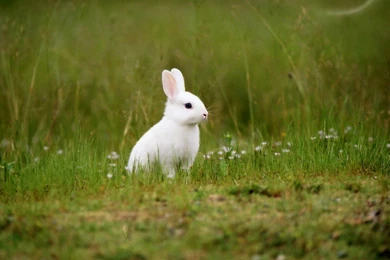 Best Hd Rabbit Wallpapers