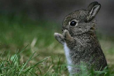 CUTE RABBIT WALLPAPER   (