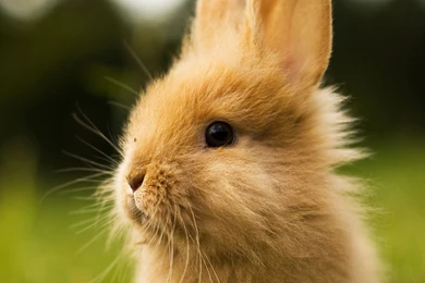 Best New Cute Rabbit Wallpapers HD For iPhone . Best High ...