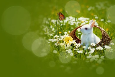 Curious Little Rabbit Wallpaper, HD Desktop Wallpapers