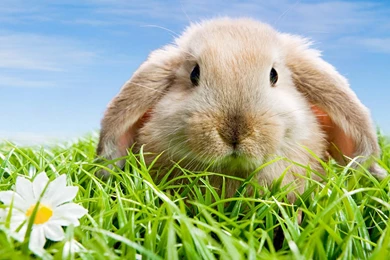 Cute Animals That Rabbit 51 Wide Screen Hd Wallpapers 472014122847 ...
