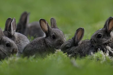 Beautiful Rabbit Couple In Green Grass HD Animal Photo