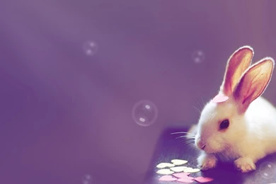 Pet Rabbit Wallpapers 14, HD Desktop Wallpapers