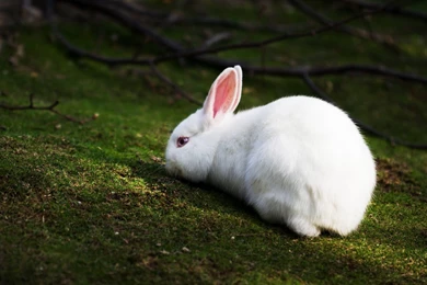 31+ Best HD Rabbit Wallpapers