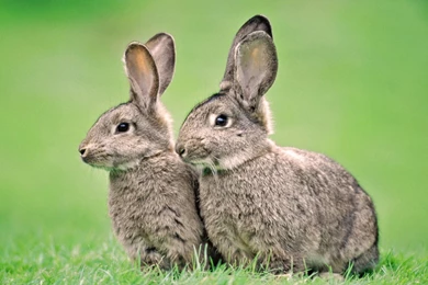 Pet Rabbit Wallpapers 15, HD Desktop Wallpapers