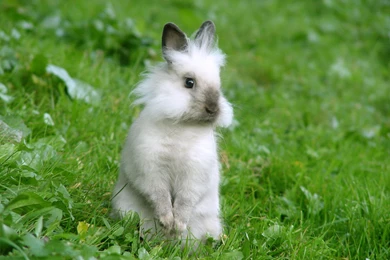 HD Rabbit Wallpapers And Photos