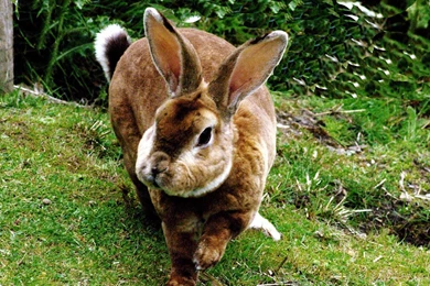 Rabbit Wallpapers HD