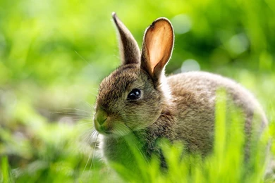 1920x1080 Cute Rabbit Grass Wallpapers