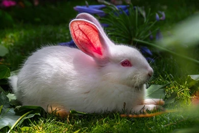 Cute White Baby Rabbit Wallpapers HD 20   HD Wallpapers Site