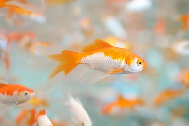 New Nature Wallpapers