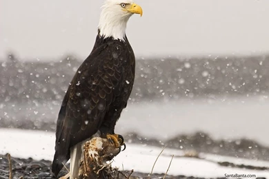 New Nature Wallpapers