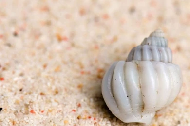 Santabanta.com/full1/Nature/Seashells/seashells 13h.jpg