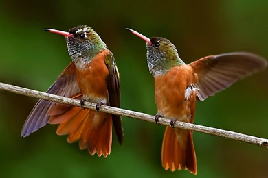 Hummingbird Wallpapers >> Backgrounds With Quality HD